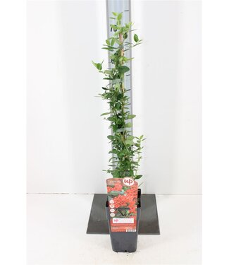 ME Pyracantha Coccinea red Column | Pot size 15 | Each