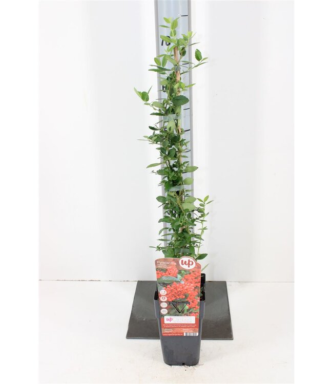 Pyracantha Coccinea red Column | Pot size 15 | Each