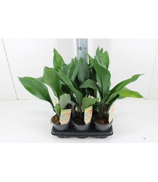 ME Aspidistra Elatior | Pot size 13 | Per 6 pieces