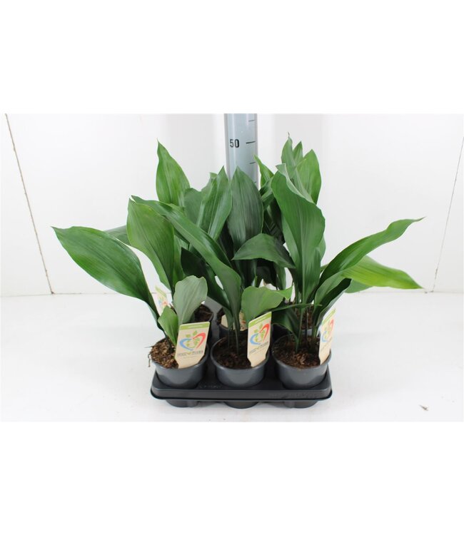 Aspidistra Elatior | Pot size 13 | Per 6 pieces