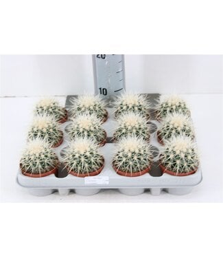 ME Echinocactus Grusonii `albispina` P8,5 | Per 12 stuks