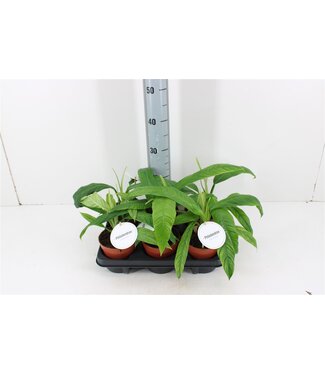 ME Philodendron Campii | Pot size 12 | Per 6 pieces