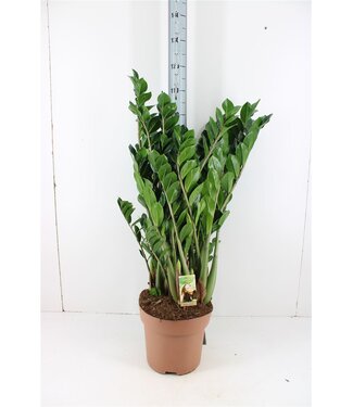 ME Zamioculcas 10+ Feathers | Pot size 30 | Each