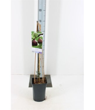 ME Ficus Carica | Topfgröße 17 | Pro Stück