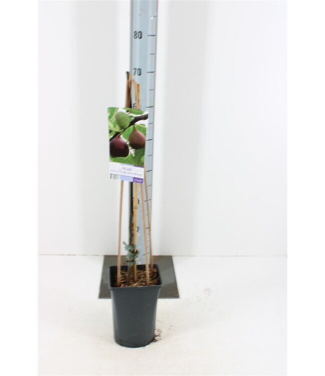 Ficus Carica | Pot size 17 | Per piece