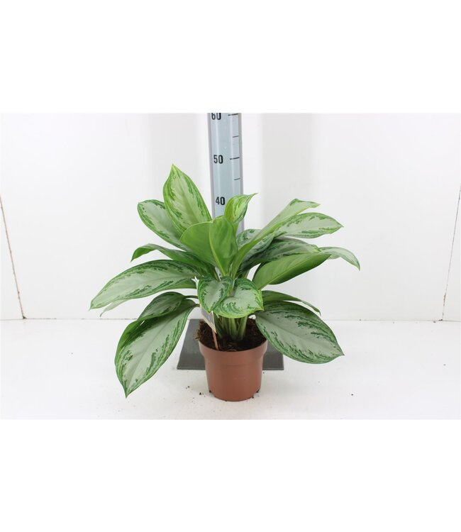 Aglaonema Silver Bay | Topfgröße 17 | Pro 6 Stück