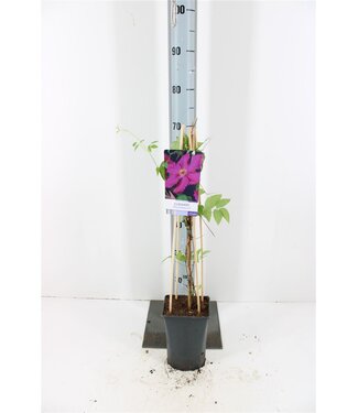 ME Clematis 'ernest Markham' +light Label | Potmaat 17 | Per stuk