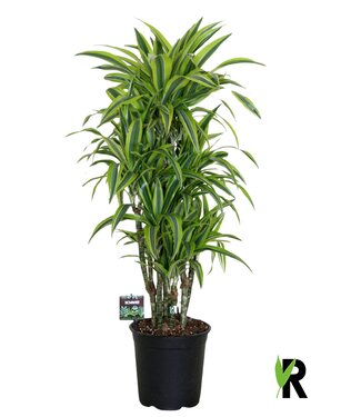 ME Dracaena fragr. Lemon Lime verzweigt | je