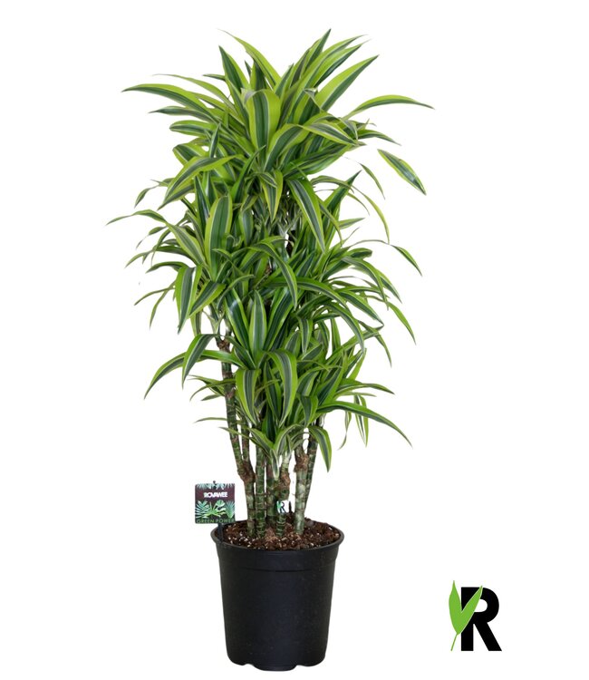 Dracaena fragr. Lemon Lime verzweigt | je