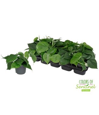 ME Philodendron scandens | Per 10 stuks