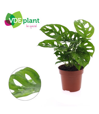 ME Monstera adansonii 12cm | Per 8 stuks