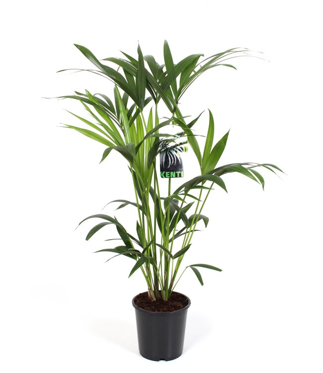 Kentia-Howea Forsteriana, 5 Stecklinge p/Topf | je