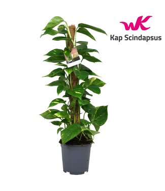 ME Scindapsus (Epipremnum) mosstok 80 cm | Per stuk