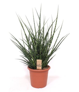 ME Sansevieria Fernwood Punk | Per stuk