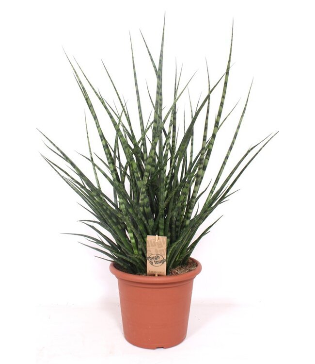 Sansevieria Fernwood Punk | Per stuk