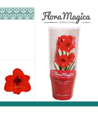 ME Hippeastrum Royal rood 2 knop FM Hoes | Per 10 stuks