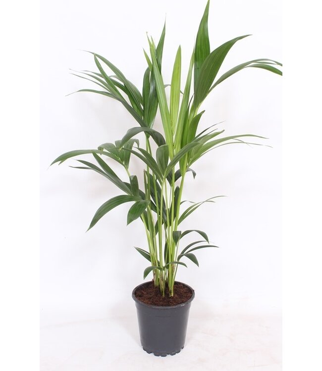 Howea forsteriana 4 per pot | Per 6 stuks