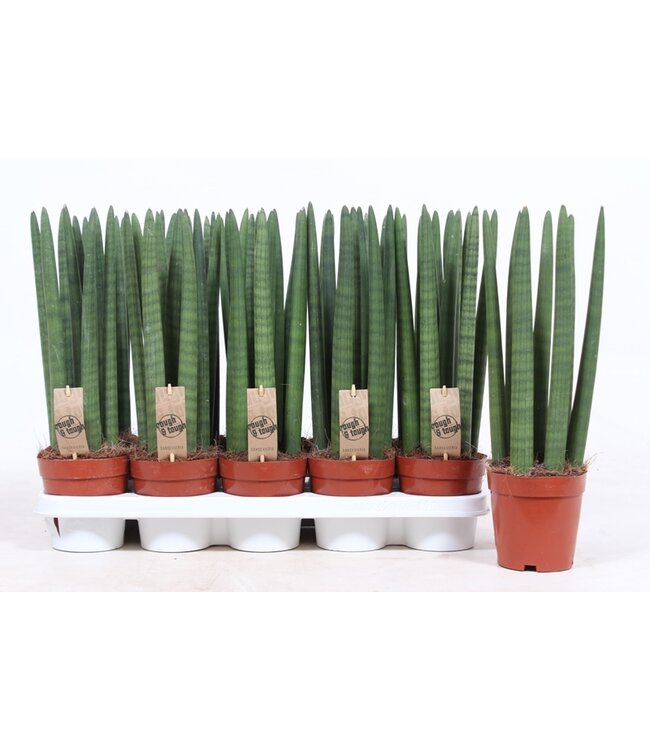 Sansevieria Straight | Per 10 stuks