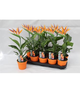 ME Strelitzia reginae p13 2pp (met kunstbloem) | Per 10 stuks