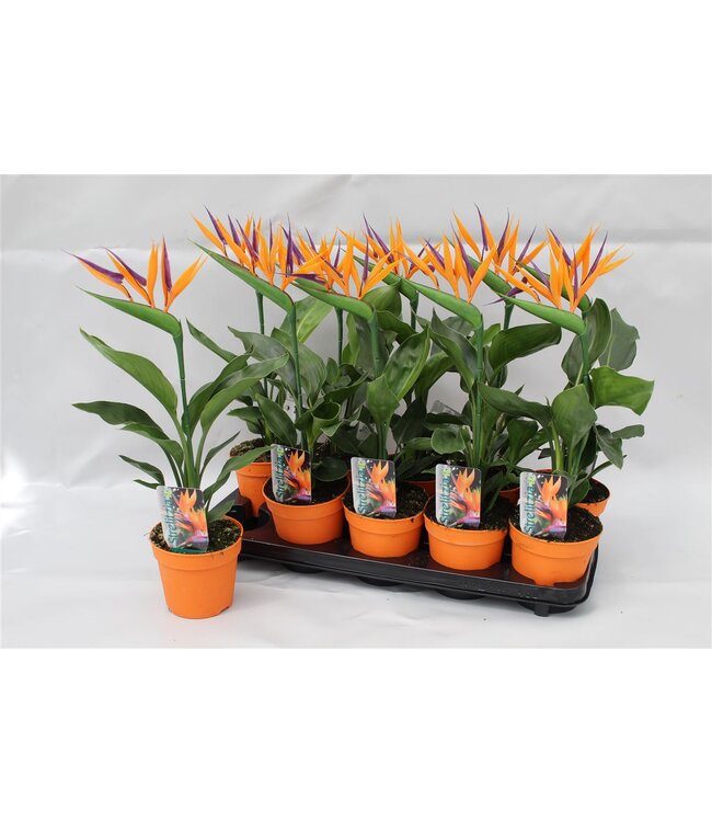 Strelitzia reginae p13 2pp (met kunstbloem) | Per 10 stuks