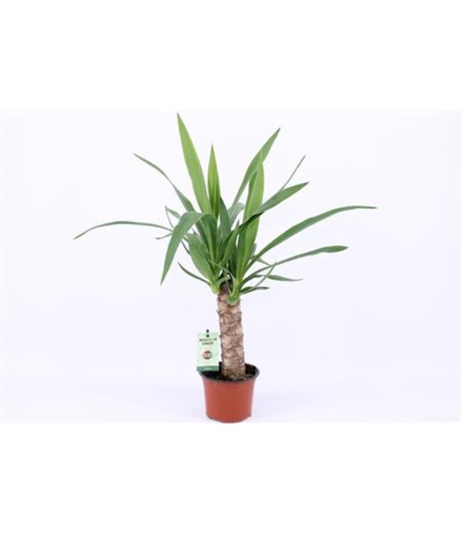 Yucca 25cm Hout 2+ kop | Per 6 stuks