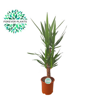 ME Yucca p21, 60+30, 2-STAM (2+ KOP) | Per stuk