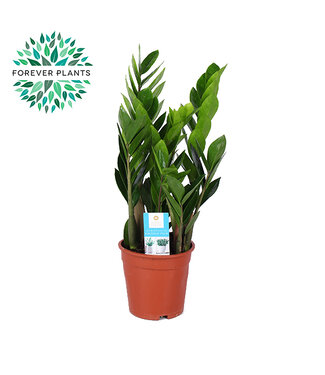 ME Zamioculcas | Potmaat 17 | Per 6 stuks