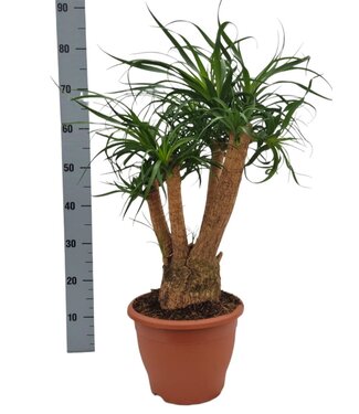 ME Beaucarnea 26 cm verzweigt | Jede