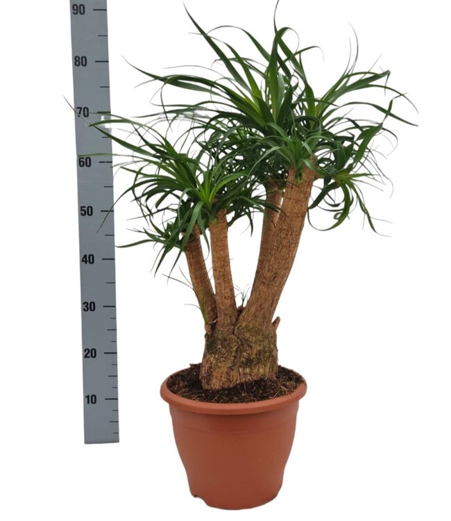 Beaucarnea 26 cm verzweigt | Jede