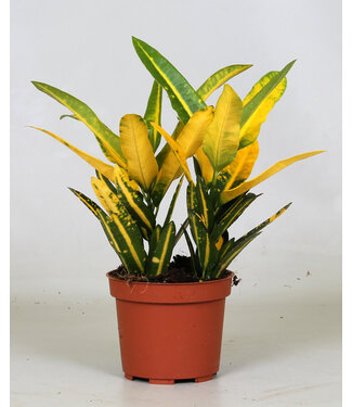 ME Croton "Sunny Star" | Per 10 stuks