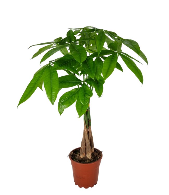 Pachira Aquatica 17 cm | Per 6 stuks