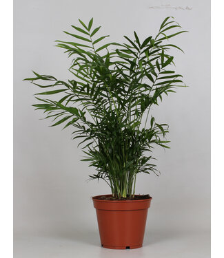 ME Chamaedorea Elegans | Per 6 stuks