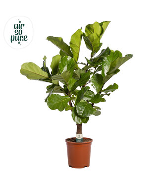 ME Ficus Lyrata Vertakt p24 (Air so Pure) | Per stuk