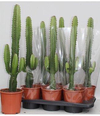 ME Euphorbia Acrurensis | Per 6 pieces