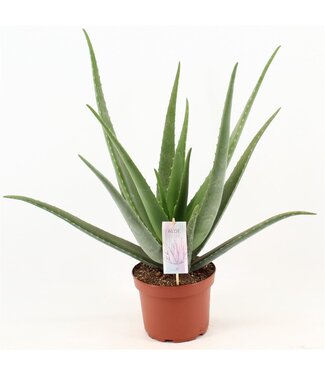 ME Aloe Vera | Topfgröße 19 | Pro 3 Stück