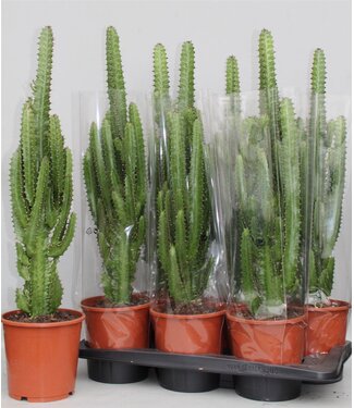 ME Euphorbia Trigona green | Per 6 pieces