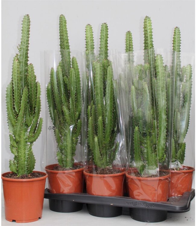 Euphorbia Trigona green | Per 6 pieces