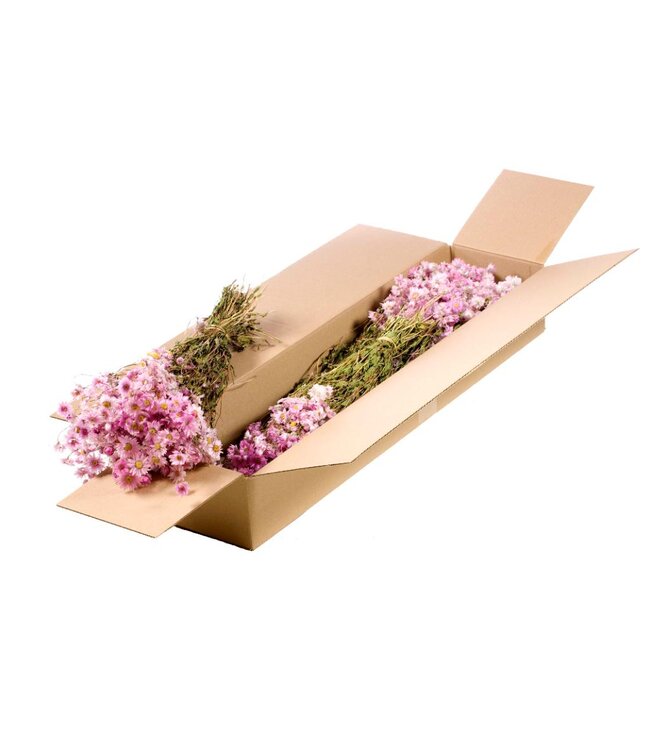 Rhodanthe  natural pink ( x 5 )