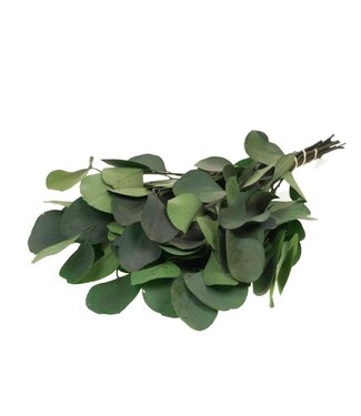 LDD Eucalyptus populus preserved moss green ( x 25 )