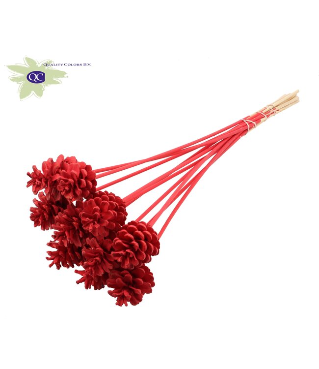 Red covered pine cones side plugs on stick | Diameter 5 - 7 centimetres | Per 150 bunches