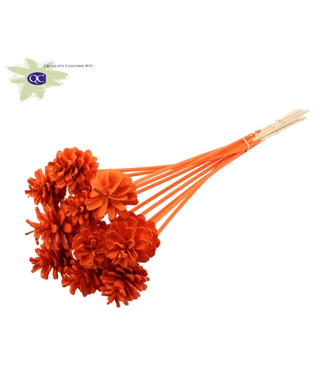 Orange covered pine cones side plugs on stick | Diameter 5 - 7 centimetres | Per 150 bunches