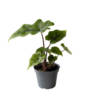 ME Alocasia Jacklyn | Per 12 stuks