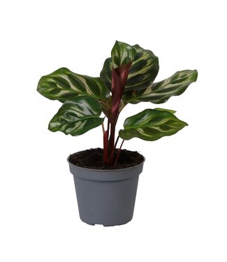 ME Calathea Makoyana | Per 12 stuks