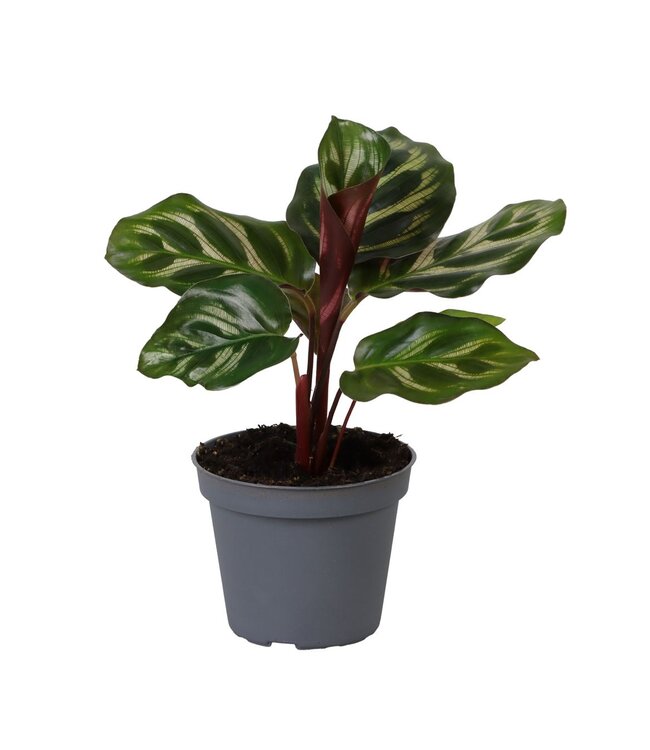 Calathea Makoyana | Per 12 stuks