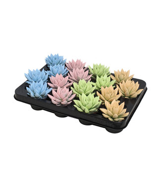 ME Echeveria coloured pastel mix | Per 16 pieces