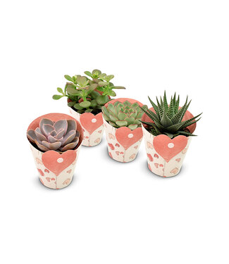 ME Succulents in Heart cover | Per 9 pieces