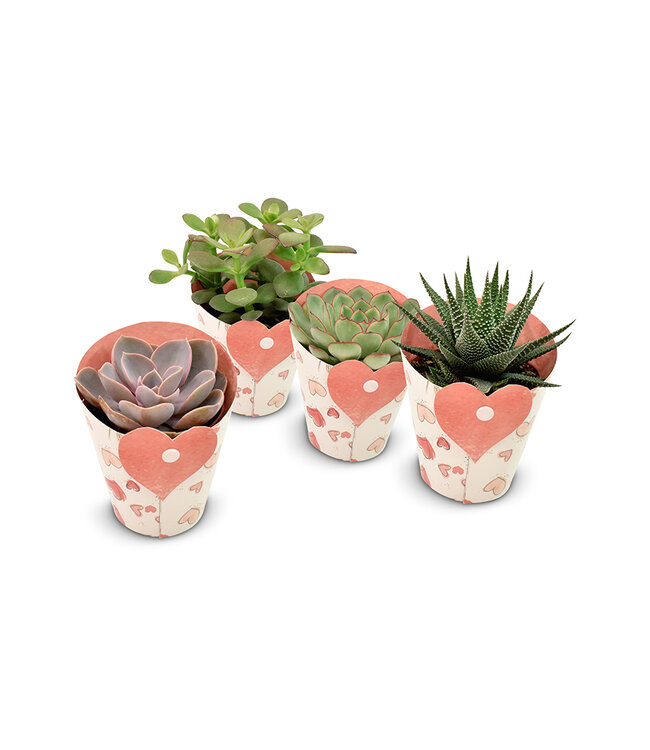 Succulents in Heart cover | Per 9 pieces