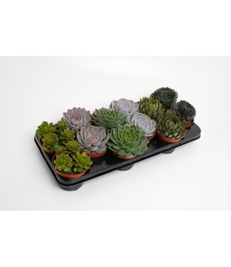 ME Echeveria gemengd | Per 9 stuks