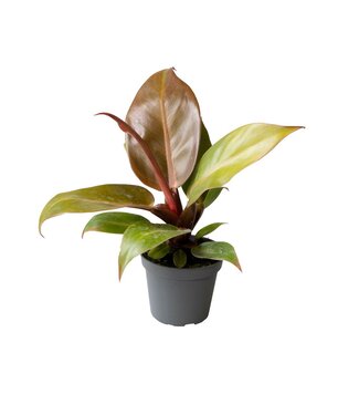 ME Philodendron oranje | Per 12 stuks