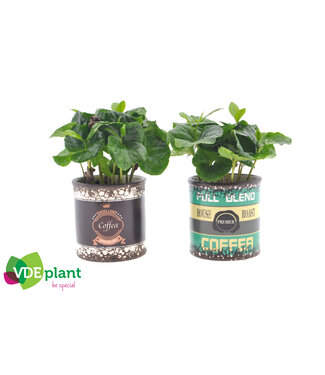 ME Coffea in Retro can | Per 12 stuks